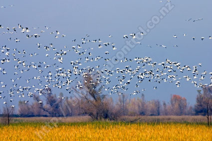 Birds over farm field